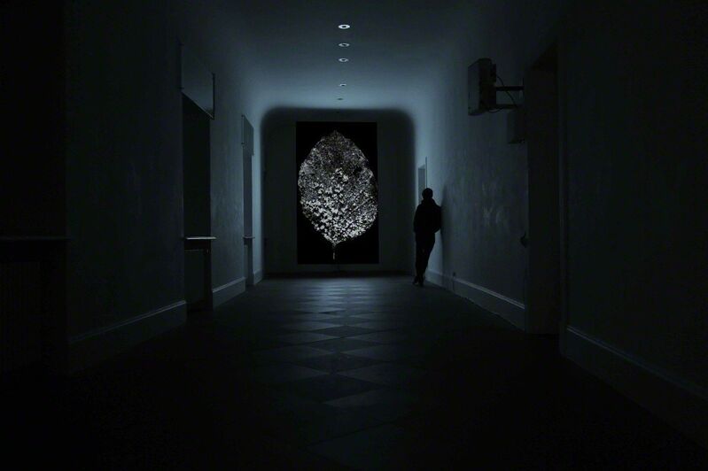 Youki Hirakawa, ‘Frozen Leaf’, 2012, Video/Film/Animation, Single channel video installation (full HD, 08:30 min, silent), Anima Mundi