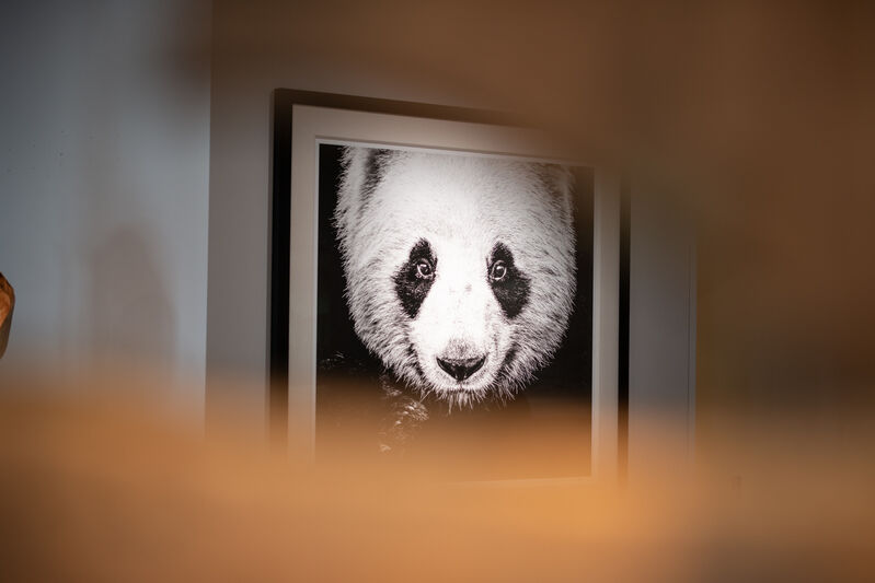 David Yarrow, ‘Kung-Fu-Panda’, 2020, Photography, Museum Glass, Passe-Partout & Black wooden frame, Leonhard's Gallery
