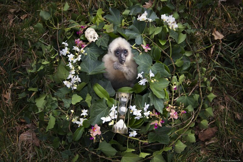 Anne De Carbuccia, ‘Baby Gibbon’, 2016, Photography, Brun Fine Art