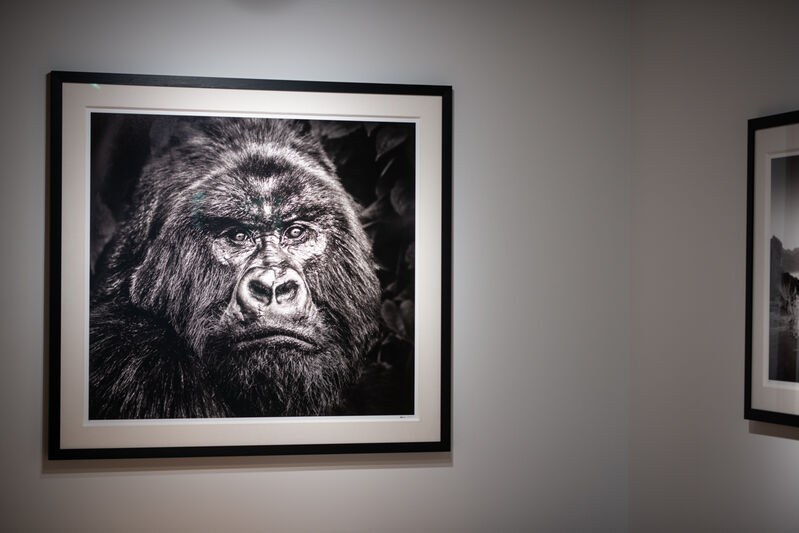 David Yarrow, ‘Kong’, 2019, Photography, Museum Glass, Passe-Partout & Black wooden frame, Leonhard's Gallery