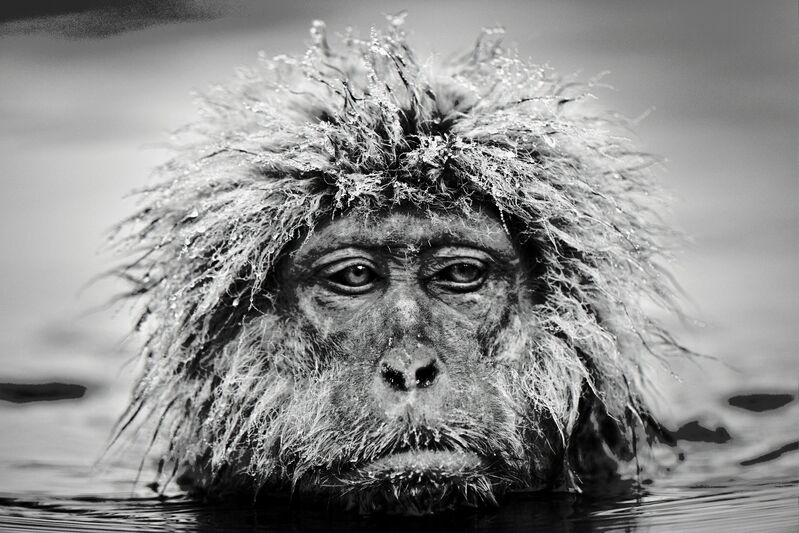 David Yarrow, ‘Grumpy Monkey’, 2013, Photography, Archival Pigment Print, Hilton Asmus
