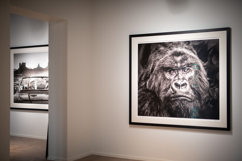 David Yarrow, ‘The Break Up’, 2018, Photography, Museum Glass, Passe-Partout & Black wooden frame, Leonhard's Gallery