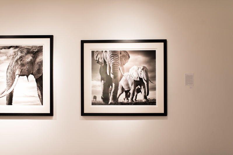 David Yarrow, ‘Snow Patrol’, 2014, Photography, Museum Glass, Passe-Partout & Black wooden frame, Leonhard's Gallery