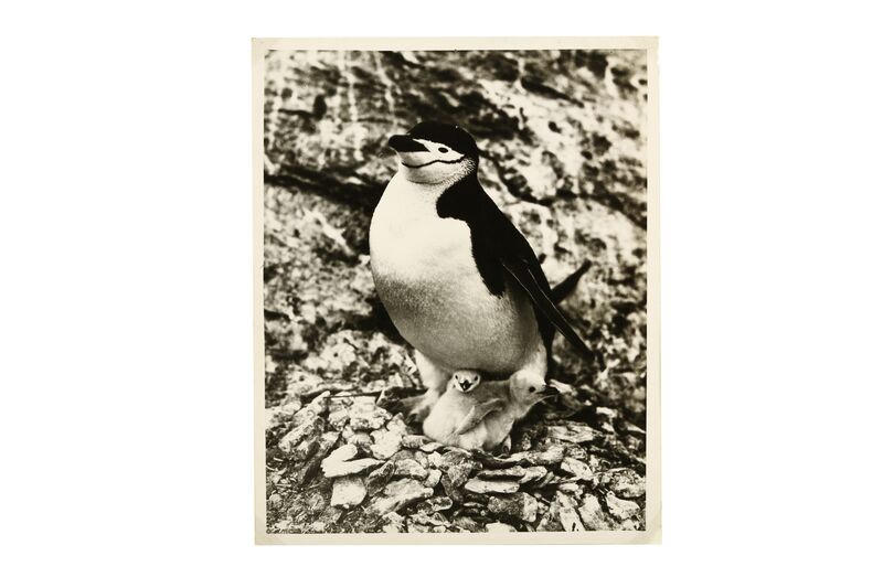 Frank Hurley, ‘BANZARE EXPEDITION PHOTOGRAPHS, NESTING PENGUINS’, 1929-1931, Print, Siver gelatin photographs (2), Chiswick Auctions