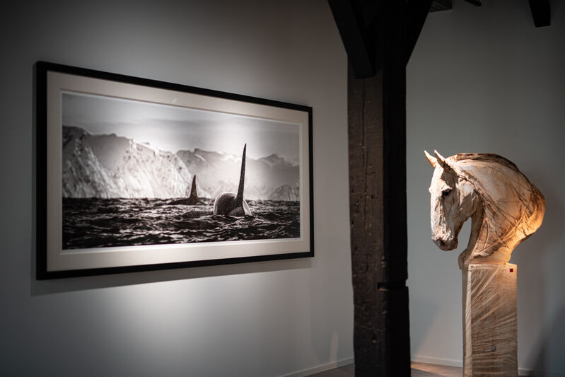 David Yarrow, ‘The Killers’, 2019, Photography, Museum Glass, Passe-Partout & Black wooden frame, Leonhard's Gallery