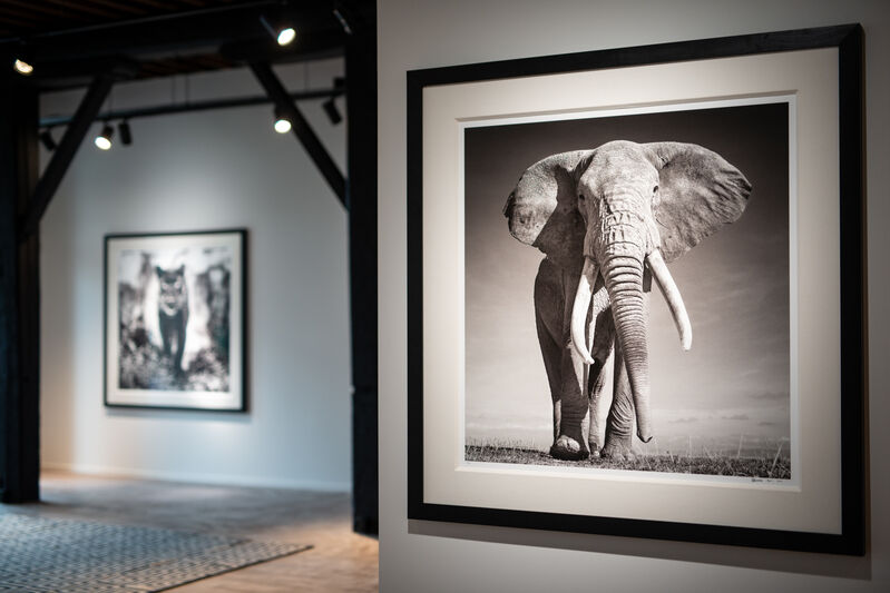 David Yarrow, ‘The Don’, 2017, Photography, Museum Glass, Passe-Partout & Black wooden frame, Leonhard's Gallery