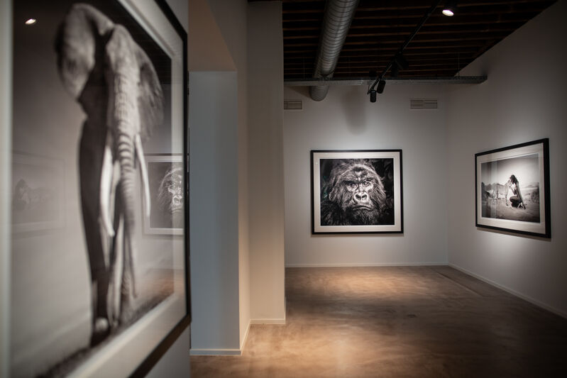 David Yarrow, ‘The Don’, 2017, Photography, Museum Glass, Passe-Partout & Black wooden frame, Leonhard's Gallery