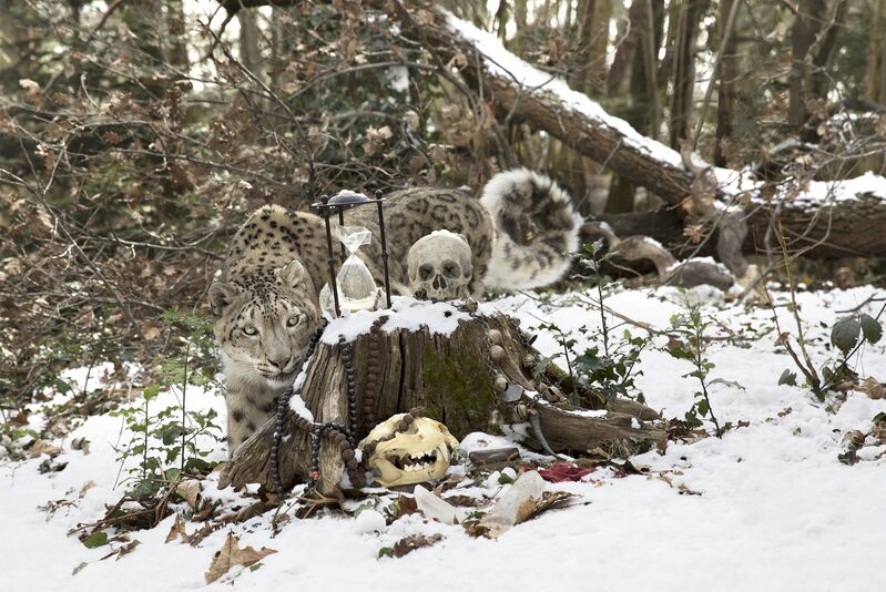 Anne De Carbuccia, ‘Snow Leopard 3’, 2015, Photography, Brun Fine Art
