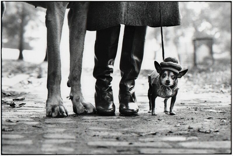Elliott Erwitt, ‘New York City, 1974 (dog legs)’, 1974, Photography, Silver Gelatin Photograph, Holden Luntz Gallery
