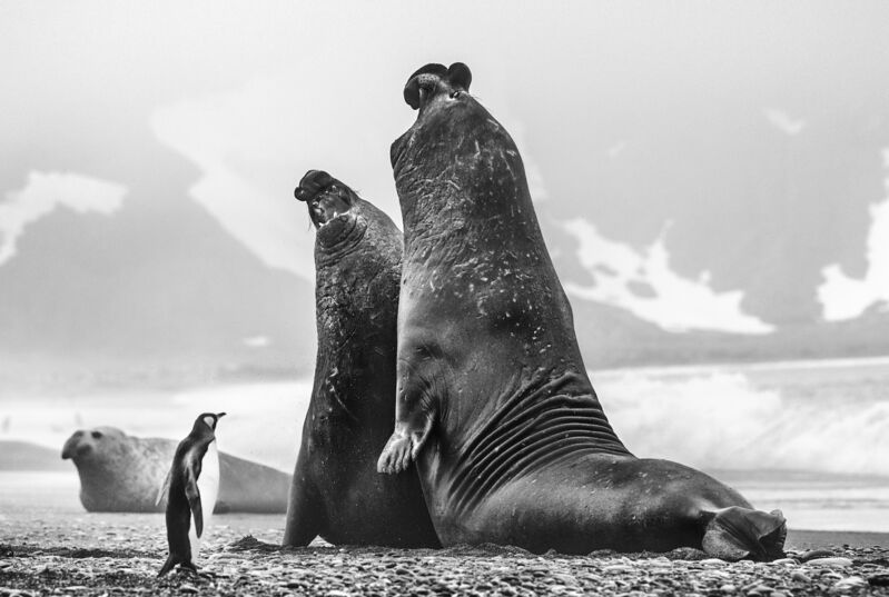 David Yarrow, ‘You Sat On My Husband’, 2018, Photography, Technique: Archival Pigment Print, Petra Gut Contemporary