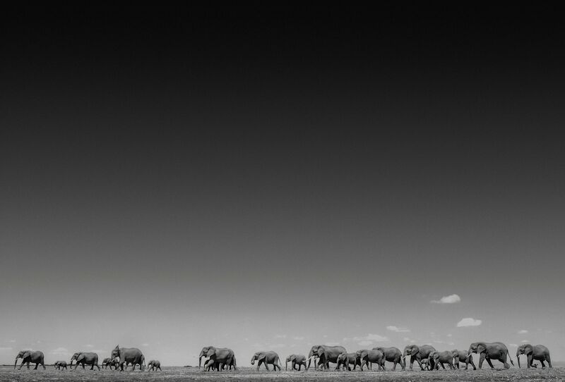 David Yarrow, ‘Life on Earth’, Photography, Visions West Contemporary