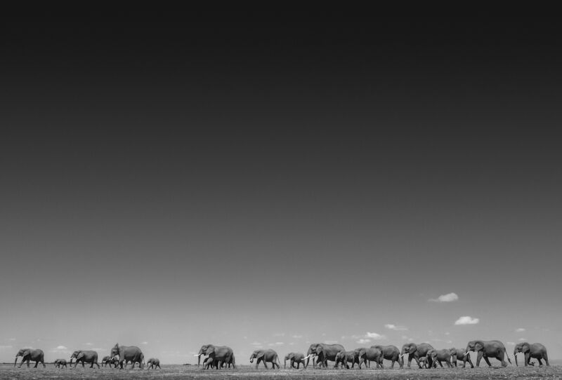 David Yarrow, ‘Life On Earth’, 2016, Photography, Archival pigment print on paper, Fineart Oslo