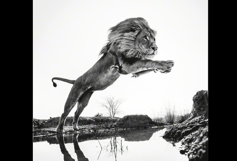 David Yarrow, ‘Lion King’, Photography, Archival ink on paper, Fineart Oslo