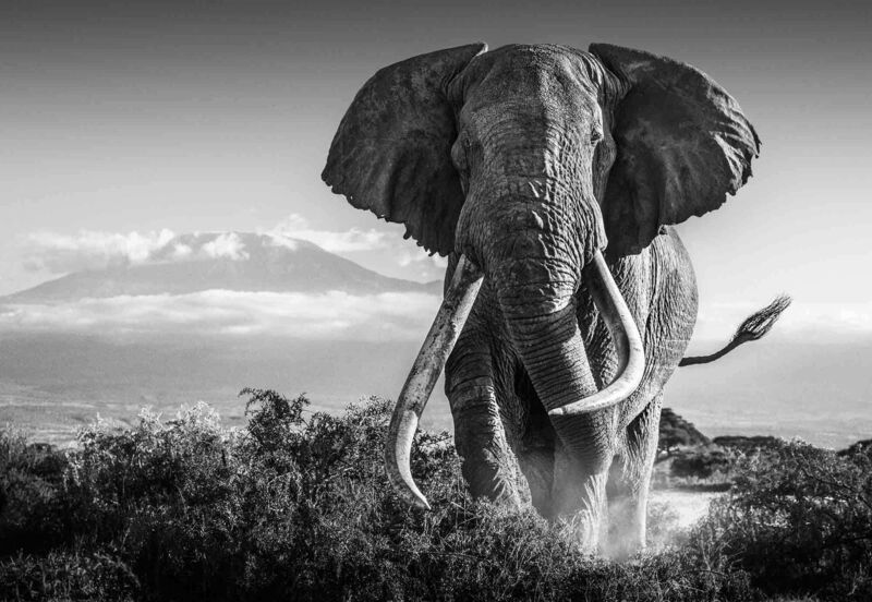 David Yarrow, ‘Africa’, 2018, Photography, Museum Glass, Passe-Partout & Black wooden frame, Leonhard's Gallery
