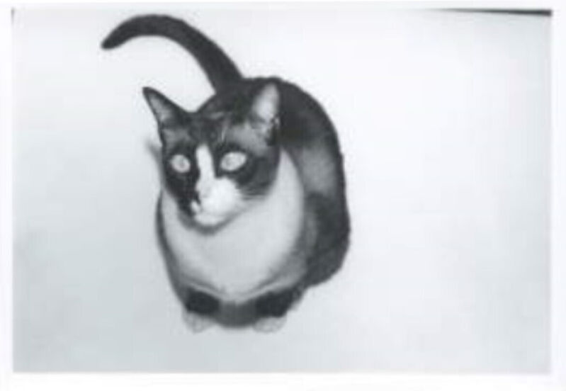 Andy Warhol, ‘Cat’, ca. 1975, Photography, Unique gelatin silver print, Hedges Projects