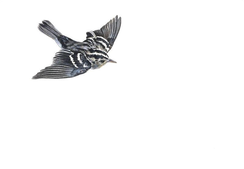 Kevin King, ‘Black and White Warbler’, 2014, Drawing, Collage or other Work on Paper, Watercolor on paper, Jason McCoy Gallery