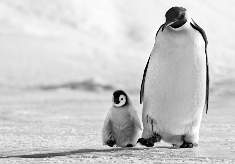 David Yarrow, ‘Father and son’, ca. 2010, Photography, Archival pigment print, A. Galerie