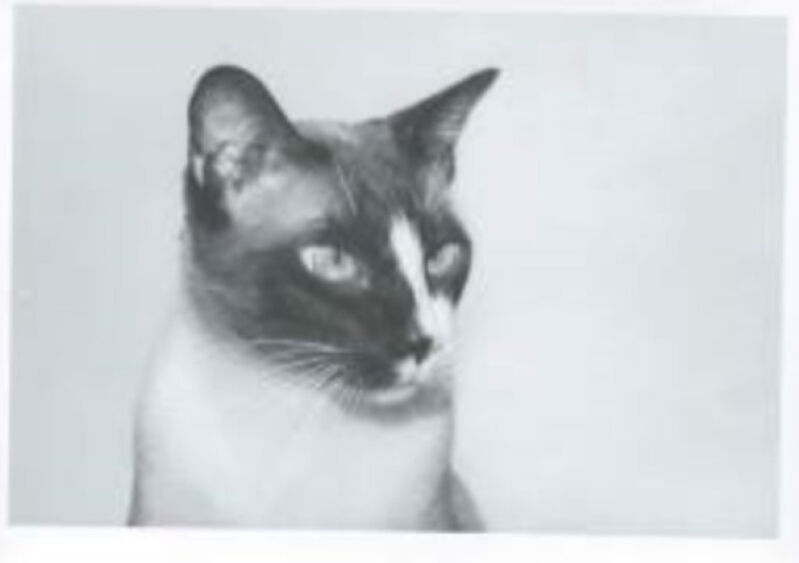 Andy Warhol, ‘Cat’, circa 1975-1976, Photography, Unique gelatin silver print, Hedges Projects