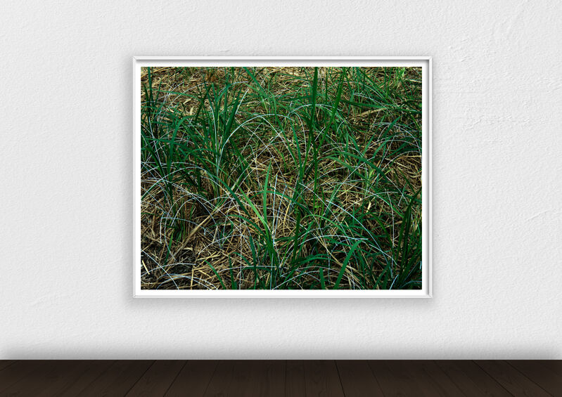MIA LIU 劉文瑄, ‘In Between: Grass．Fenglin’, 2019, Photography, Colour photograph on dibond, UP Gallery