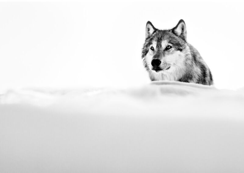 David Yarrow, ‘Focused Wolf’, 2015, Photography, Archival Pigment Print, Maddox Gallery