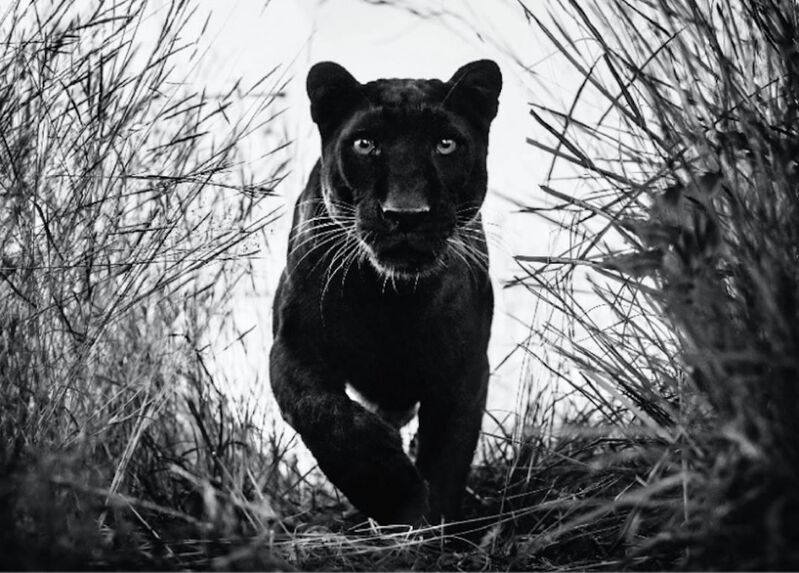 David Yarrow, ‘Black Panther ’, 2018, Photography, Archival Pigment Print, Maddox Gallery