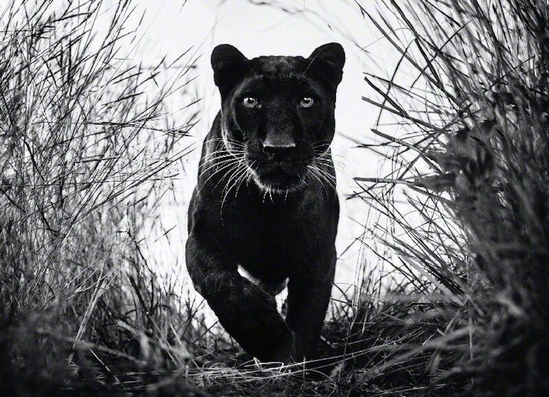 David Yarrow, ‘Black Panther’, 2018, Photography, Archival Pigment Print, Hilton Asmus