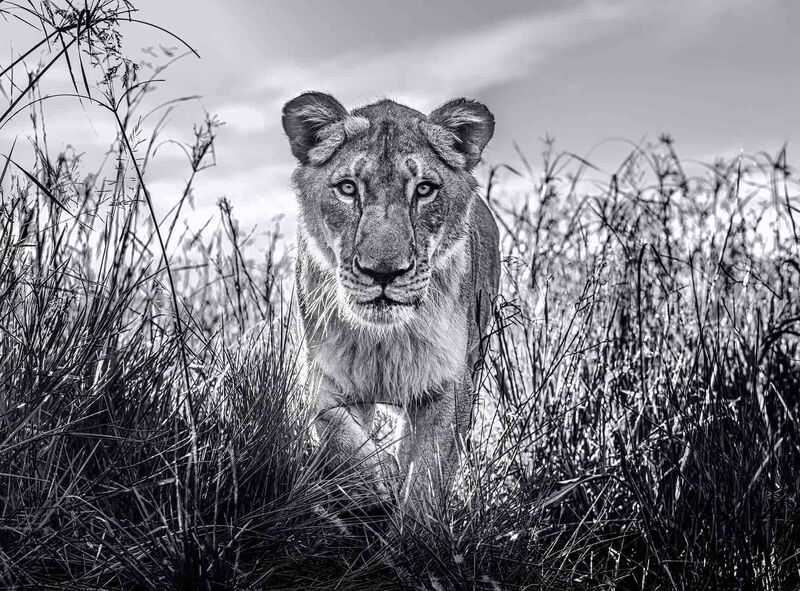 David Yarrow, ‘The Hunter’, 2020, Photography, Museum Glass, Passe-Partout & Black wooden frame, Leonhard's Gallery