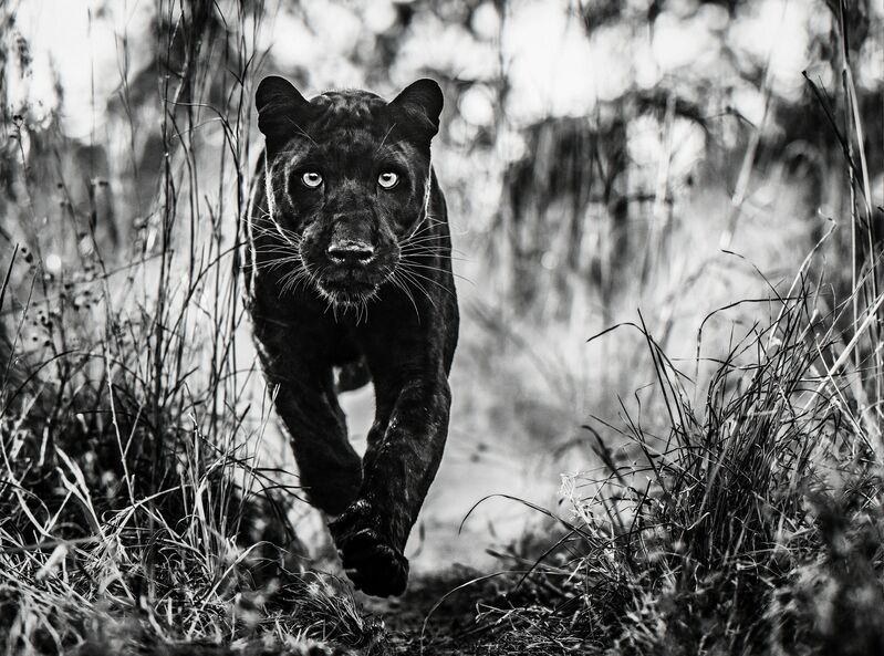 David Yarrow, ‘The Black Panther Returns’, 2019, Photography, Archival Pigment Print, Hilton Asmus