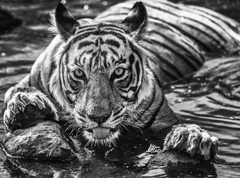 David Yarrow, ‘The Queen of Ranthambore’, 2018, Photography, Archival Pigment Print, Hilton Asmus