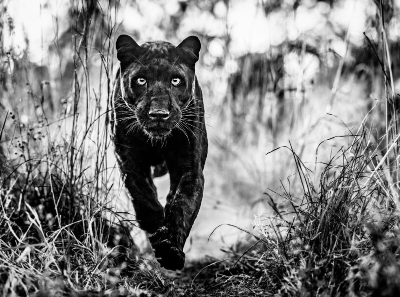 David Yarrow, ‘Black Panther Returns’, 2019, Photography, Archival Pigment Photograph, Holden Luntz Gallery
