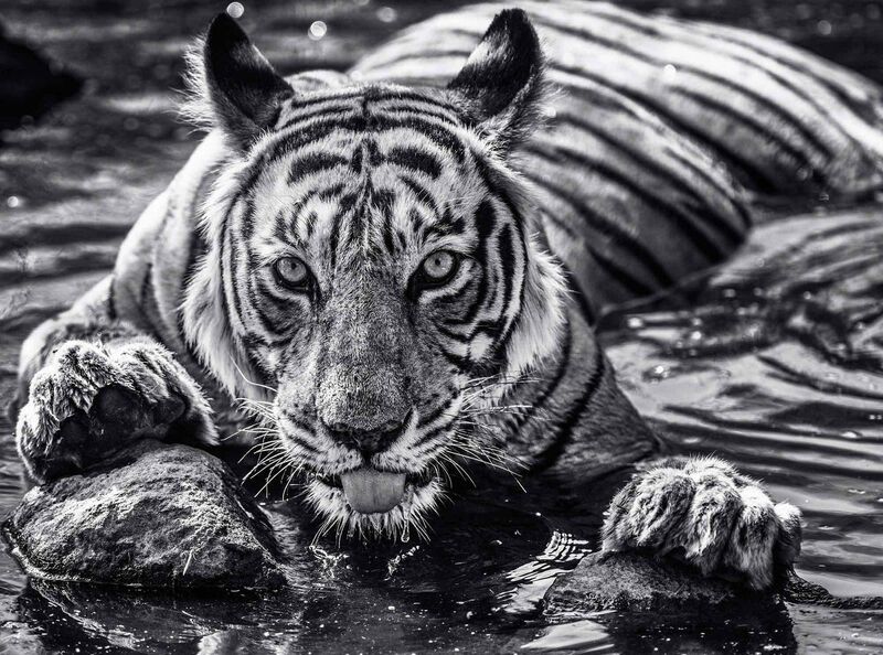 David Yarrow, ‘The Queen of Ranthambore’, 2018, Photography, Museum Glass, Passe-Partout & Black wooden frame, Leonhard's Gallery
