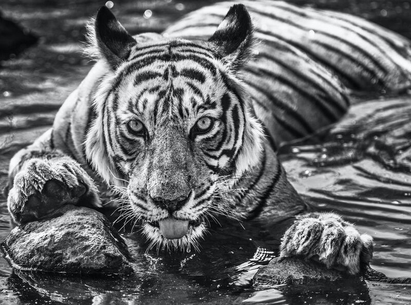 David Yarrow, ‘The Queen of Ranthambore’, ca. 2018, Photography, Archival Pigment Print, CAMERA WORK