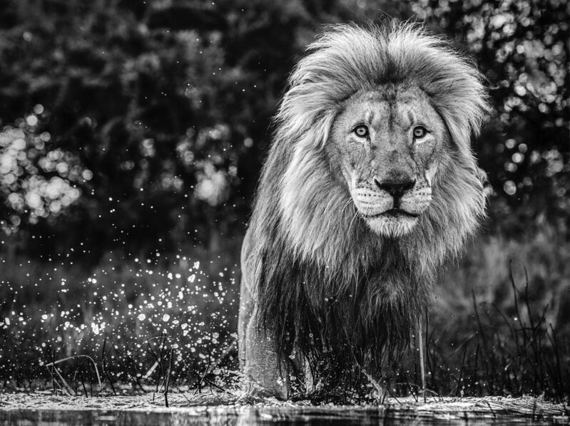 David Yarrow, ‘After the Flood’, 2020, Photography, Archival Pigment Print, CAMERA WORK