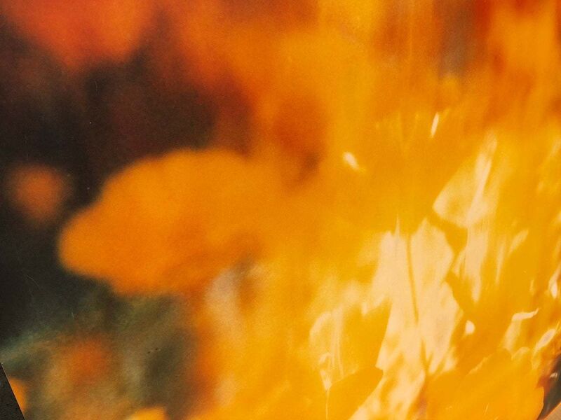 Stefanie Schneider, ‘Yellow Flower (Stranger than Paradise)’, 2005, Photography, Analog C-print, hand-printed by the artist on Fuji Crystal Archive Paper, mounted on Aluminum with matte UV-Protection., Instantdreams