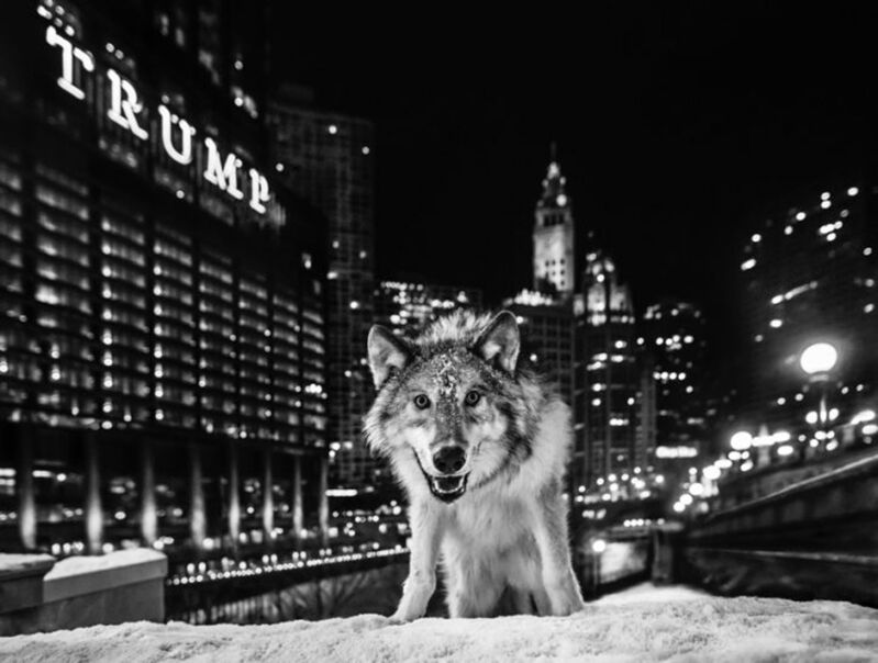 David Yarrow, ‘It is only a matter of time’, 2017, Photography, Technique: Archival Pigment Print, Petra Gut Contemporary