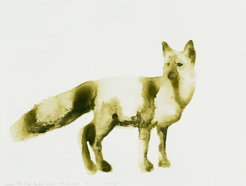 Alexis Rockman, ‘Eastern Red Fox (Vulpes vulpes)’, 2014, Drawing, Collage or other Work on Paper, Soil from Georgica Pond and acrylic polymer on paper, Parrish Art Museum