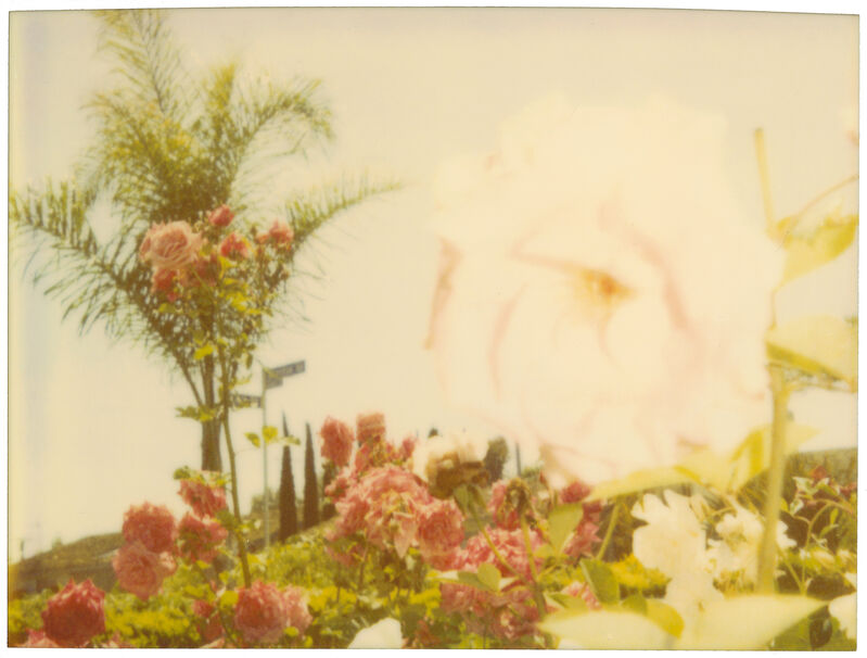 Stefanie Schneider, ‘Pink Rose’, 2004, Photography, Analog C-Print, hand-printed by the artist on Fuji Crystal Archive Paper, based on a Polaroid, mounted on Aluminum with matte UV-Protection, Instantdreams