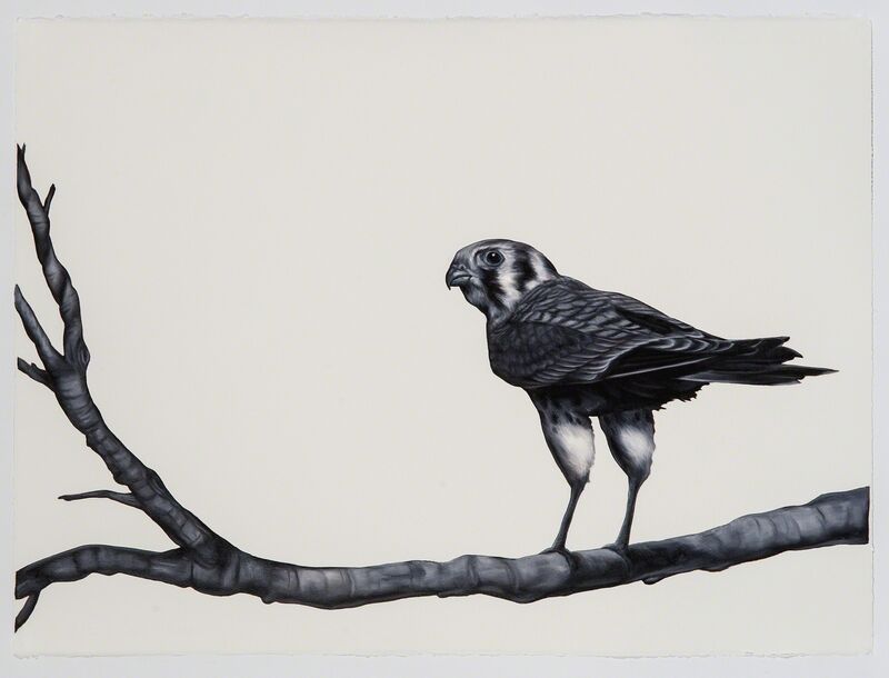 Shelley Reed, ‘Kestral’, 2016, Drawing, Collage or other Work on Paper, Oil on arches paper, Visions West Contemporary