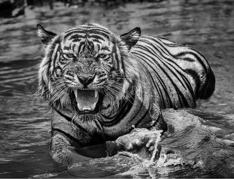 David Yarrow, ‘Risky business’, 2018, Photography, Archival pigment ink on paper, Fineart Oslo