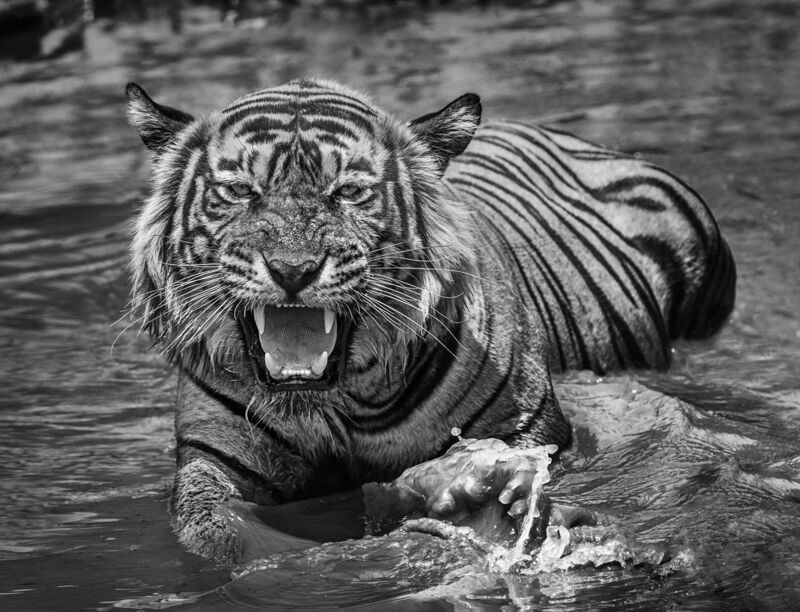 David Yarrow, ‘Risky Business’, 2018, Photography, Museum Glass, Passe-Partout & Black wooden frame, Leonhard's Gallery