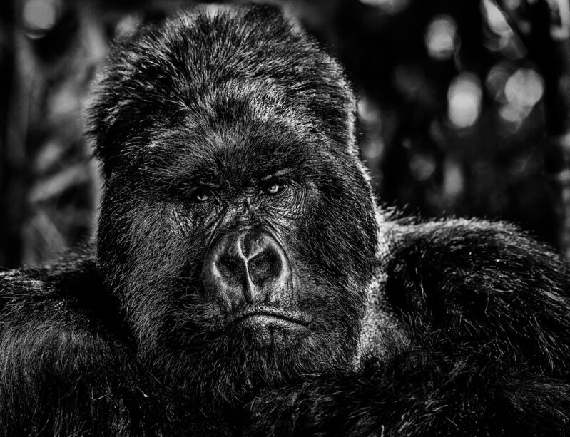 David Yarrow, ‘The Governor’, 2019, Photography, Archival Pigment Print, Maddox Gallery