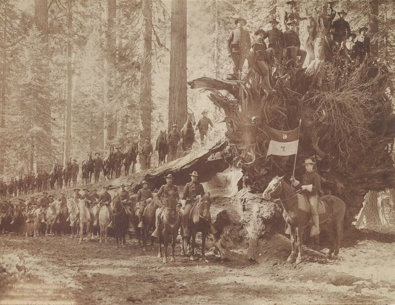 Howard Clinton Tibbitts, ‘The Fall of the Monarch with Troop F, Sixth Cavalry, United States Army, Mariposa Big Tree Grove, Southern Pacific Company’, 1899, Photography, Matte collodion print, Scott Nichols Gallery