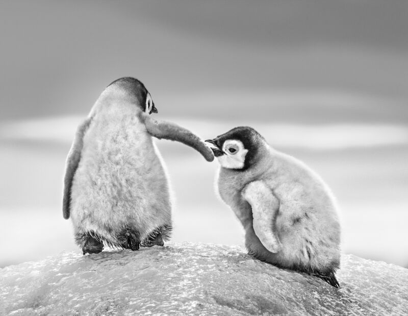 David Yarrow, ‘Helping Hand’, Photography, Archival pigment print on paper, Fineart Oslo