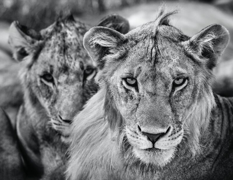 David Yarrow, ‘The Boys Are Back in Town’, 2019, Photography, Archival Pigment Print, Hilton Asmus