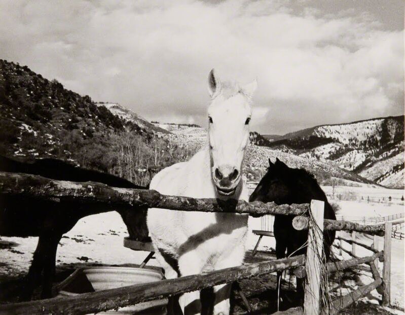 Andy Warhol, ‘Andy Warhol, Photograph of Horses in Aspen, 1980s’, 1980s, Photography, Silver gelatin print, Hedges Projects