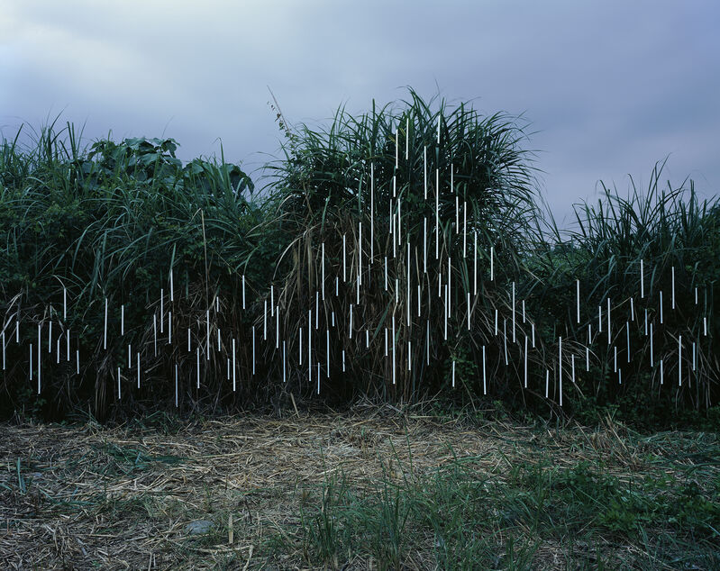 MIA LIU 劉文瑄, ‘In Between: Silvergrass．Fenglin’, 2019, Photography, Colour photograph on dibond, UP Gallery