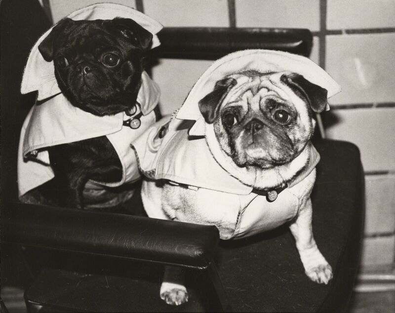 Andy Warhol, ‘Dogs in Raincoats’, ca. 1985, Photography, Unique gelatin silver print, Christie's Warhol Sale 