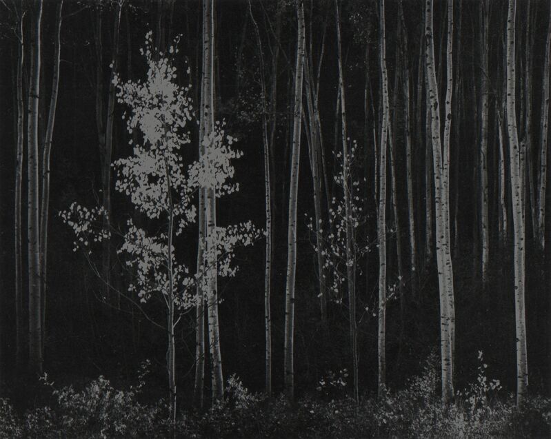 Ansel Adams, ‘Aspens, Northern New Mexico’, 1958, Photography, Silver print, Robert Mann Gallery