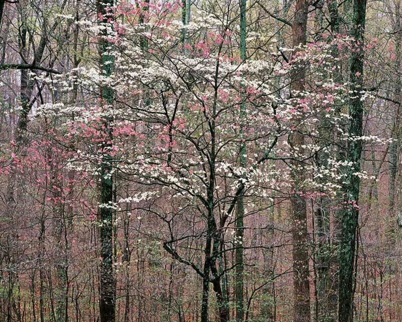 Christopher Burkett, ‘Pink and White Dogwoods, Kentucky’, 1991, Photography, Cibachrome print, Scott Nichols Gallery