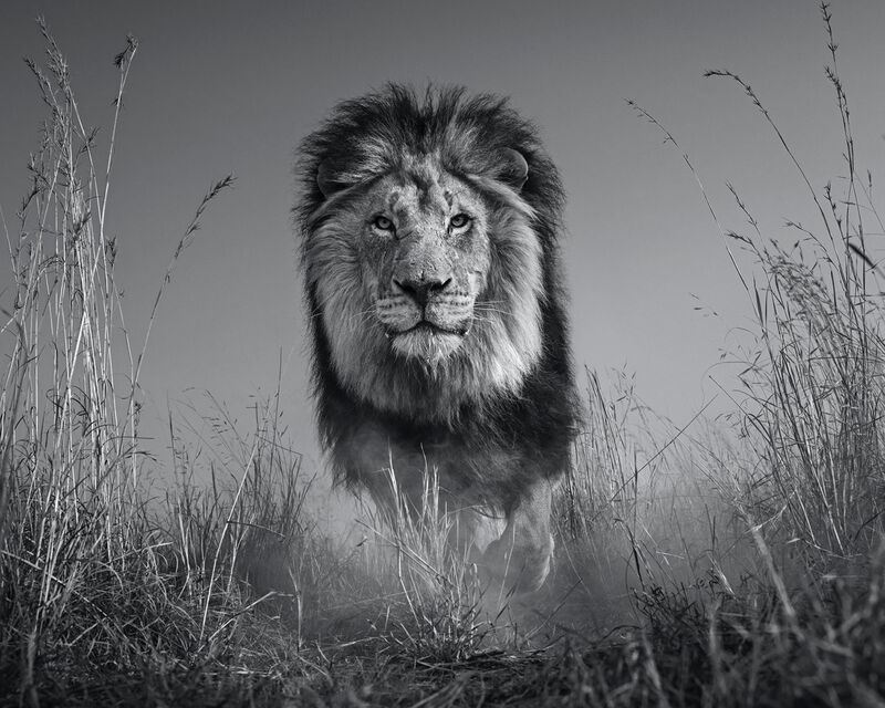 David Yarrow, ‘The King and I’, 2020, Photography, Technique: Archival Pigment Print, Petra Gut Contemporary